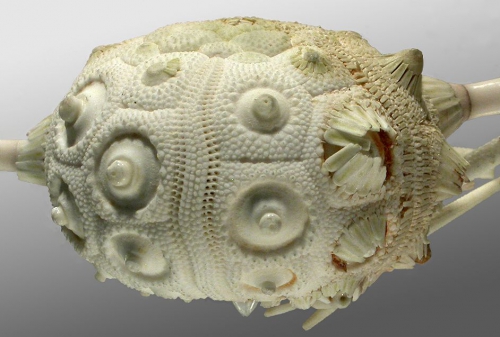 Stereocidaris squamosa (lateral)