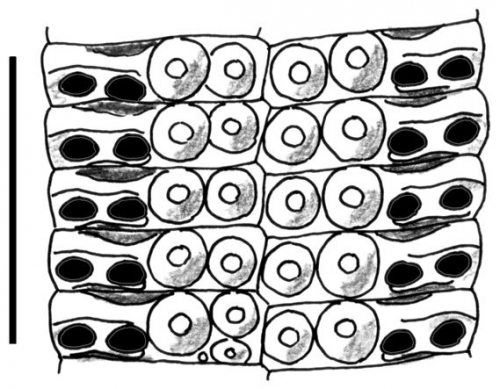 Stereocidaris squamosa (ambulacral plates)