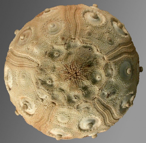 Stereocidaris excavata (aboral)