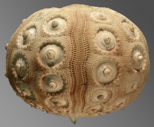 Stereocidaris excavata (lateral)