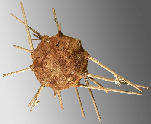 Stereocidaris excavata (aboral)