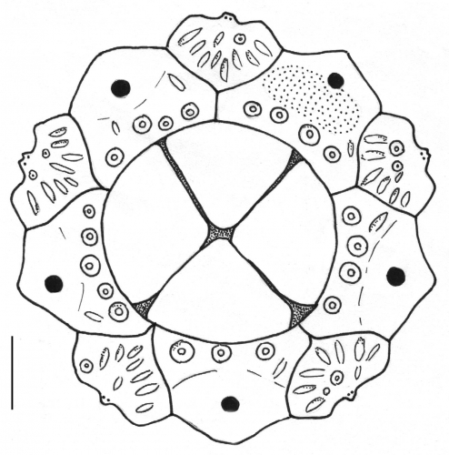 Coelopleurus maillardi (apical system)