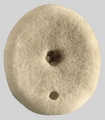 Echinodermata (echinoderms)