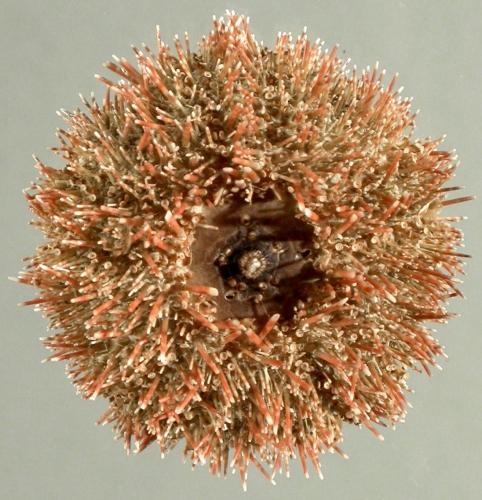 Mespilia globulus (oral)