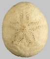 Echinoidea (sea urchins)