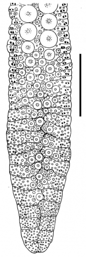 Chaetodiadema granulatum (ambulacral plates)