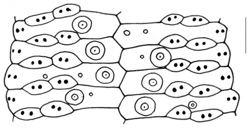 Asthenosoma varium (ambulacral plates)