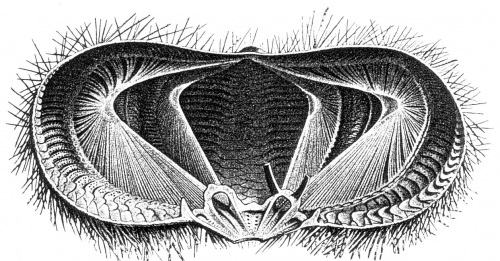 Asthenosoma varium (transverse section)