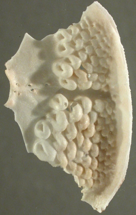 Lovenia elongata (oral internal structures)