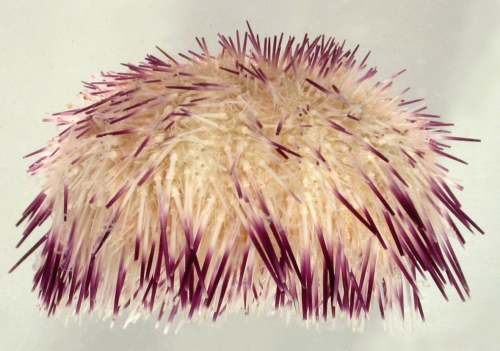 Salmaciella dussumieri (lateral)