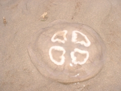 SWG excursies