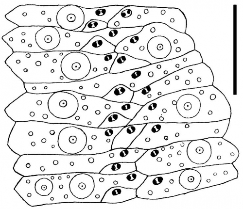 Sperosoma biseriatum (ambulacral plates)