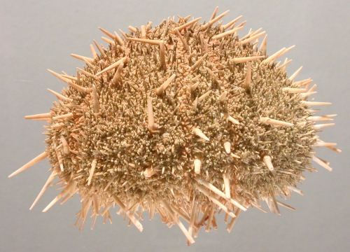 Echinus gilchristi (lateral)