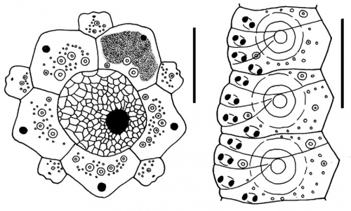 Polyechinus agulhensis (apical system + ambulacral plates)