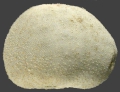 Echinodermata (echinoderms)