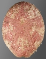 Eurypatagus parvituberculatus (aboral), author: Schultz, Heinke