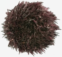 Strongylocentrotus purpuratus (aboral), author: Schultz, Heinke