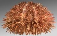 Lytechinus anamesus (lateral), author: Schultz, Heinke