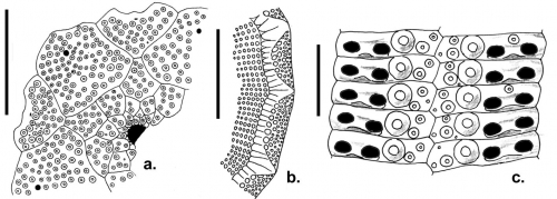 Lissocidaris fusca (ambularal plates, apical disc and spine cross section)