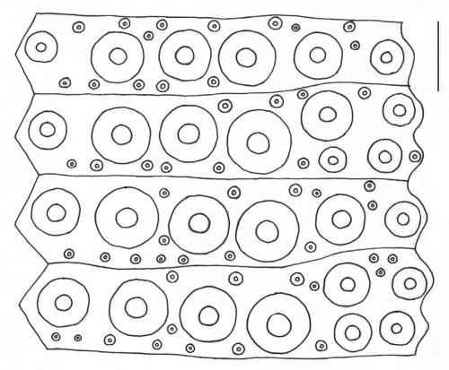 Lytechinus variegatus (interambulacral plates)