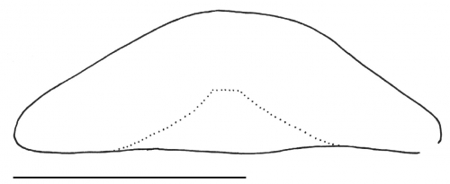 Clypeaster japonicus (profile)