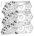 Ambulacral plates of Strongylocentrotus nudus