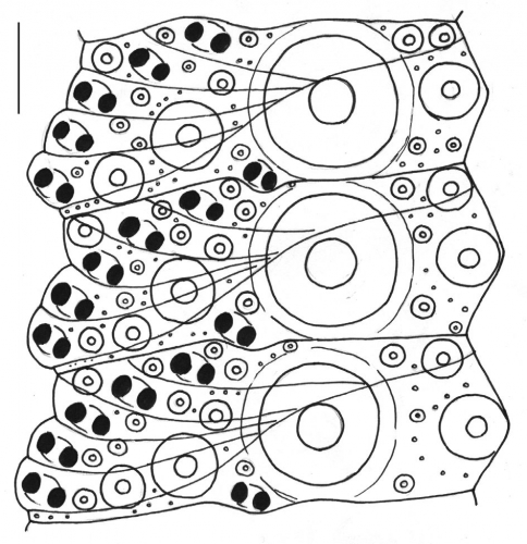 Ambulacral plates of Strongylocentrotus nudus