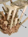 Goniocidaris (primary spine dentition), author: Schultz, Heinke
