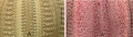 Amblypneustes (ambulacral plates)