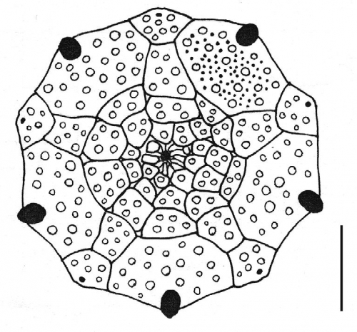 Goniocidaris corona (apical system)