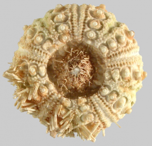 Goniocidaris (Goniocidaris) umbraculum (oral)