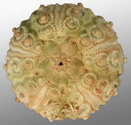 Goniocidaris (Goniocidaris) umbraculum (lateral)