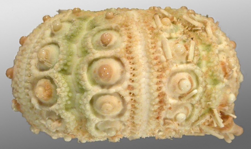 Goniocidaris (Goniocidaris) umbraculum (aboral)