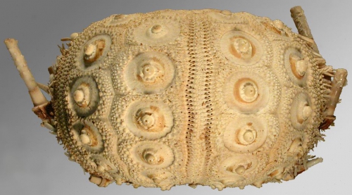 Histocidaris australiae (lateral)