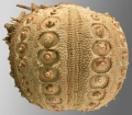 Echinodermata (echinoderms)