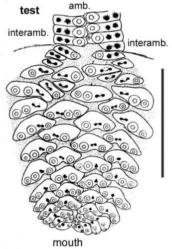 Phyllacanthus parvispinus (peristomial ambulacrum)