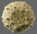 Phyllacanthus parvispinus (aboral), author: Schultz, Heinke