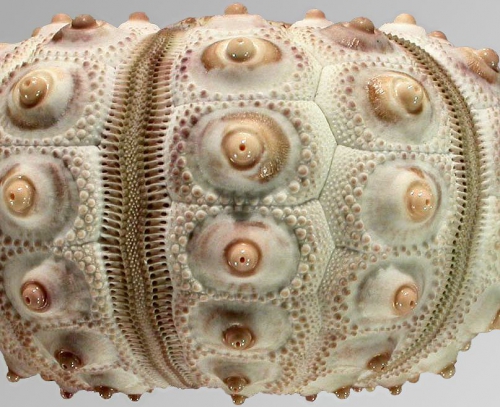 Prionocidaris callista (lateral)