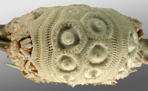 Stereocidaris sceptriferoides (lateral)