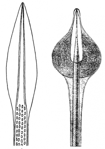 Echinothurioida (aboral secondary spines)