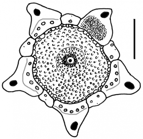 Diadema palmeri (apcial system)