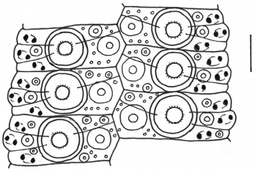 Pseudechinus albocinctus (ambulacral plates)