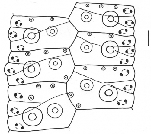 Pseudechinus huttoni (ambulacral plates)