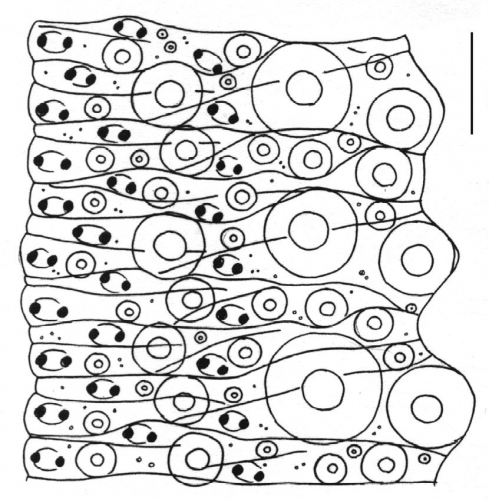 Evechinus chloroticus (ambulacral plates)