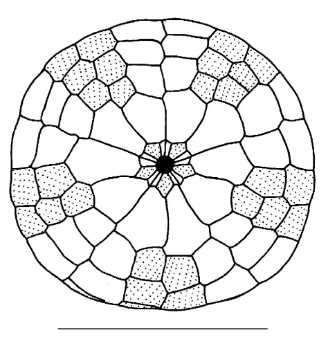 Fellaster zelandiae (oral)