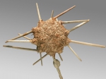 Echinoidea (sea urchins)
