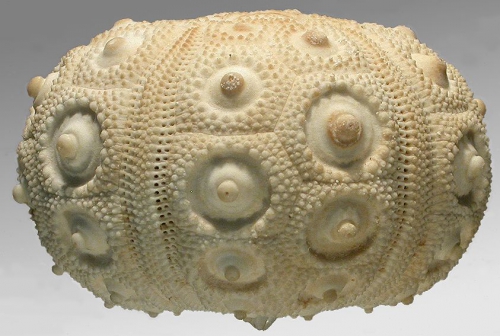 Cidaris abyssicola (lateral)