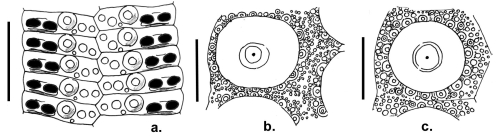 Cidaris (ambulacral + interambulacral plates)