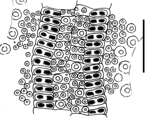 Histocidaris nuttingi (ambulacral plates)