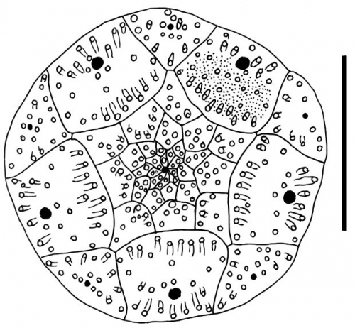 Stylocidaris lineata (apical disc)